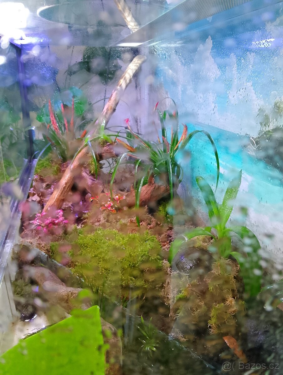 Paludarium - terarium - 5