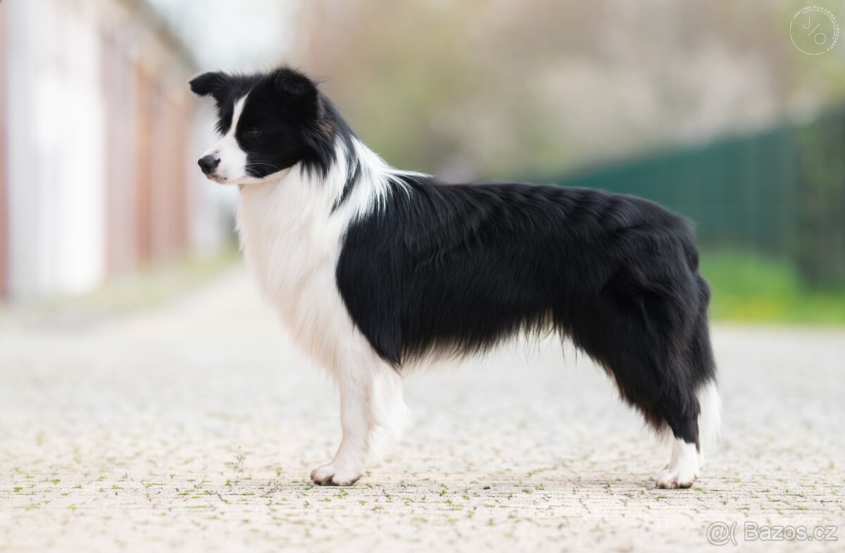 Krytí chovným psem plemene border kolie - 5