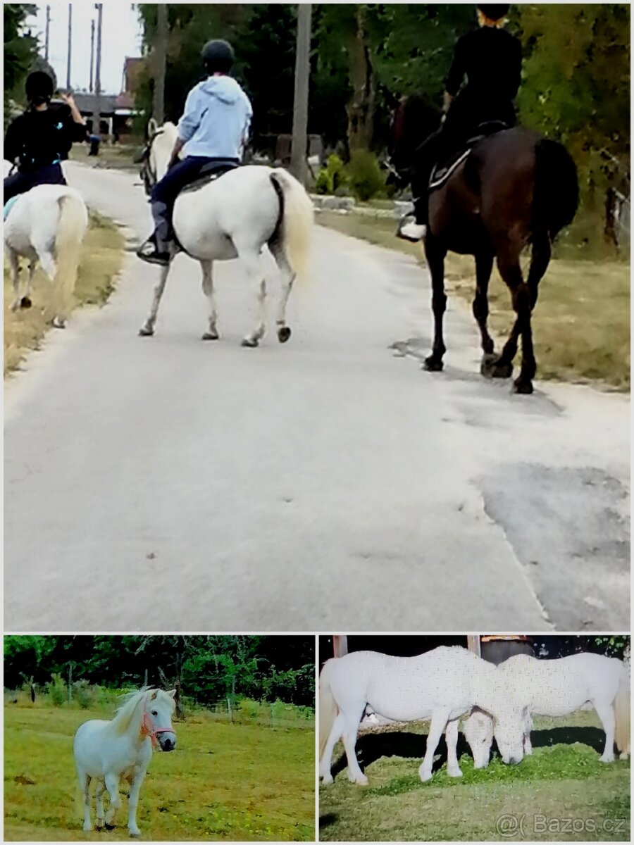 Výnimočná usadlost s dvomi domami - 5