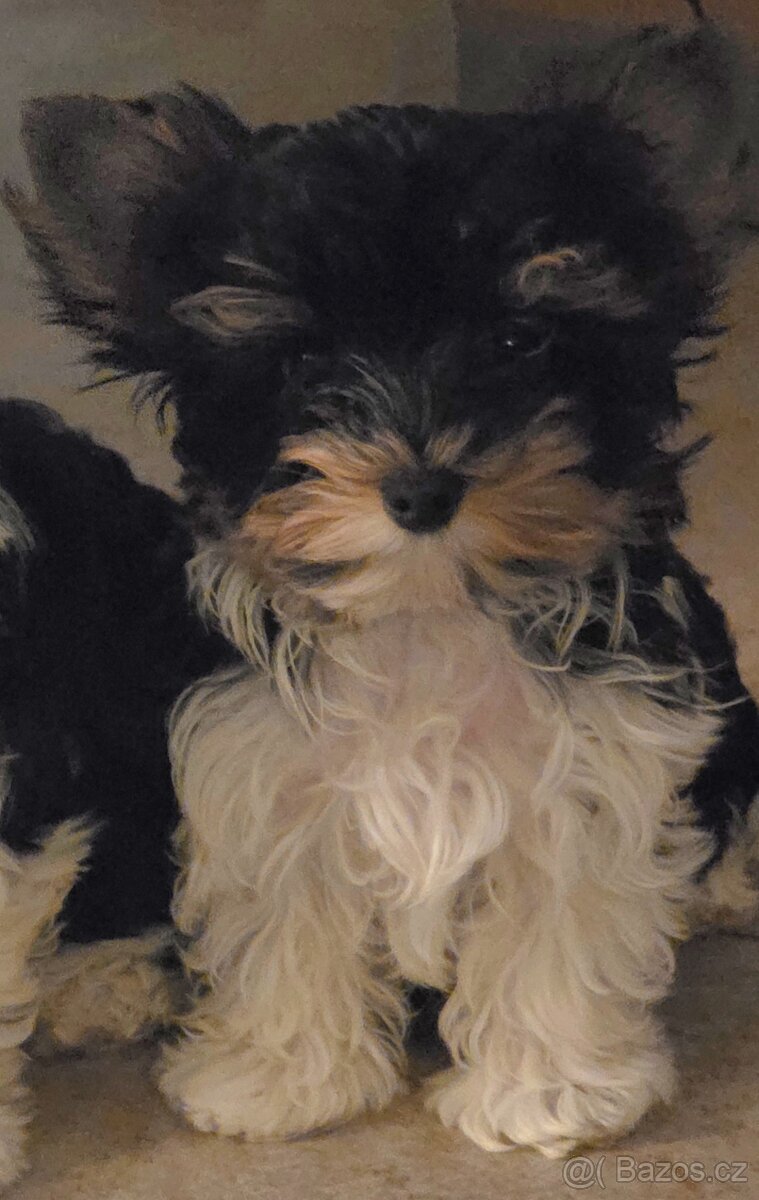 Biewer terrier s P.P. - 5