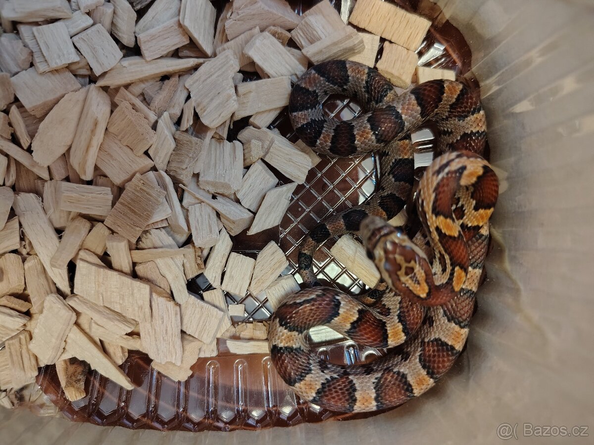 Užovka červená - 5