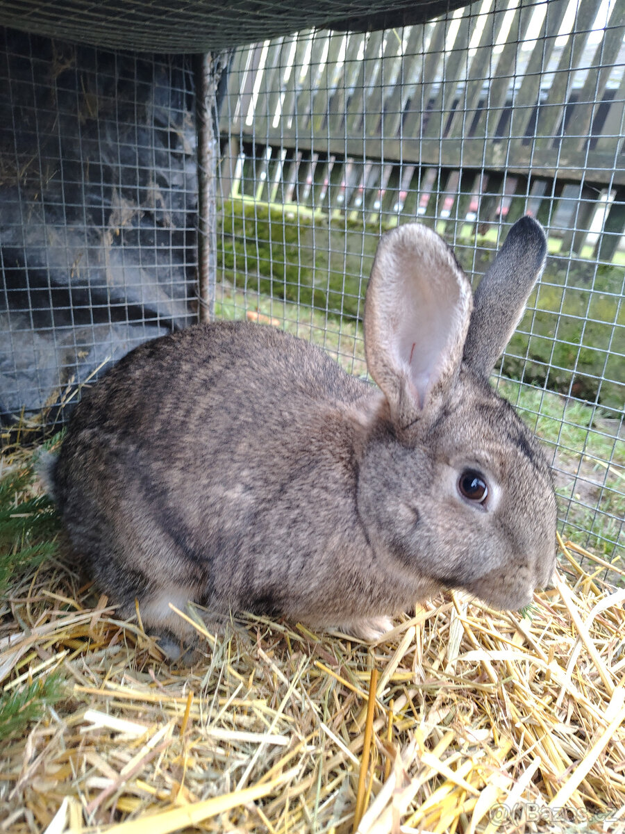 Králíci - samice - 5