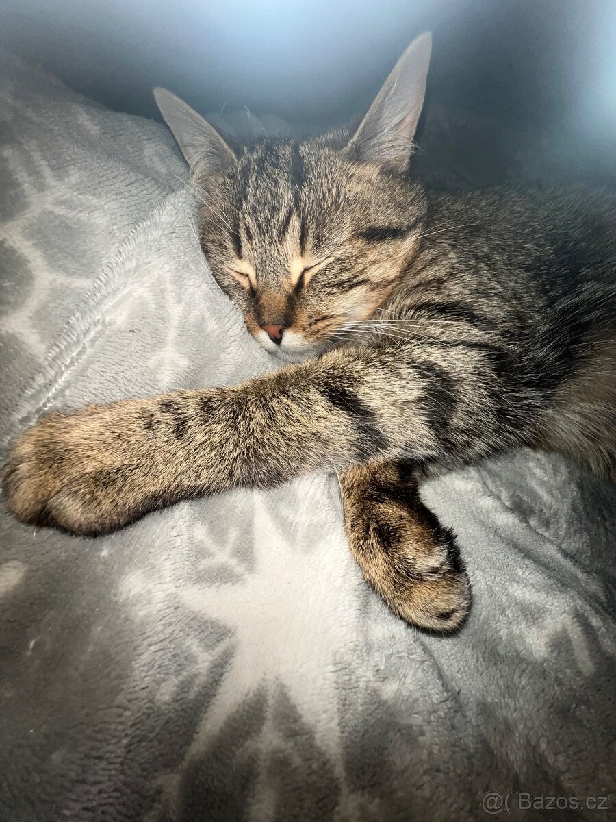 Kocour k odběru - 5