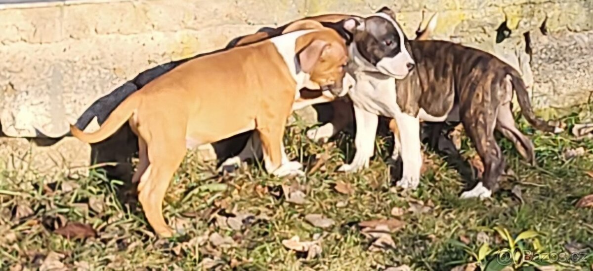 Americký stafordšírský teriér s PP - 5