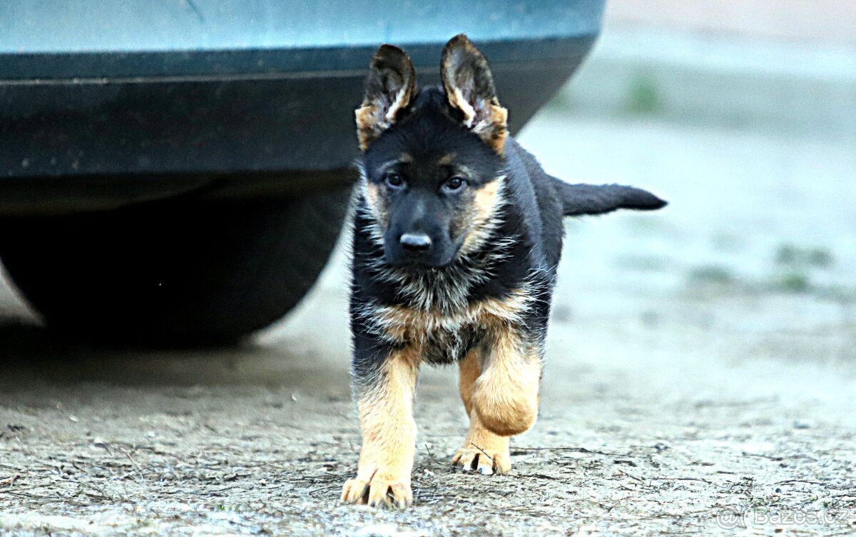 Německý ovčák - 5