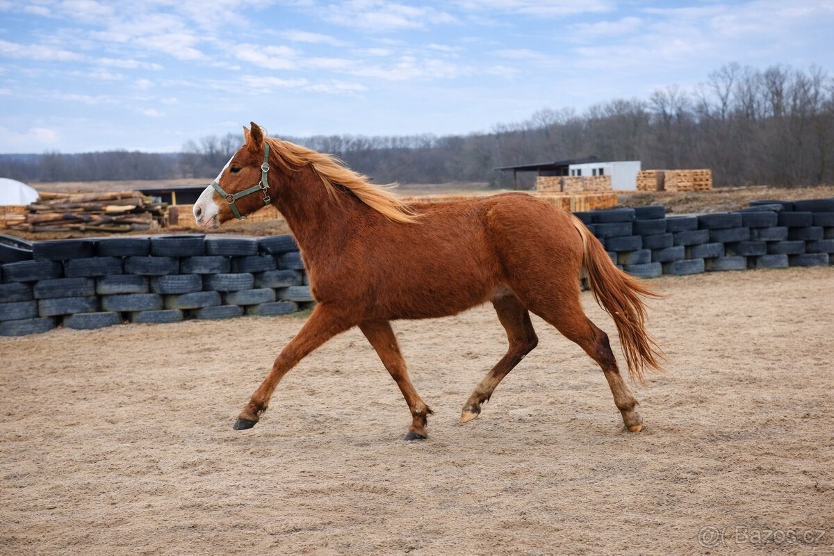 Dvouletá klisna - 5