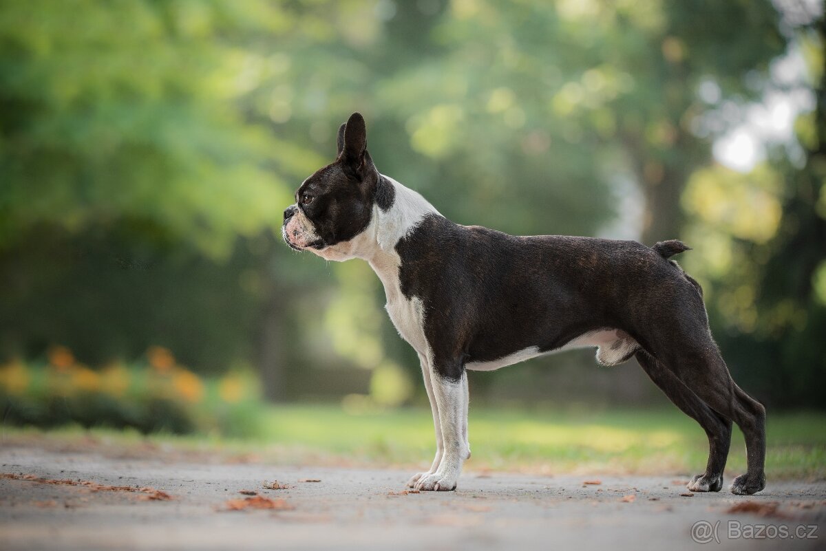 Bostonský teriér s PP - 5