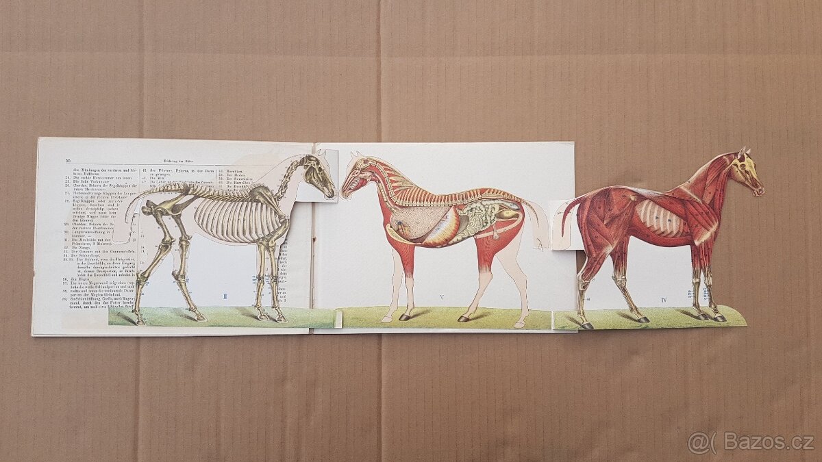 Staré německé knihy kůň a domácí dobytek - skot, - 5