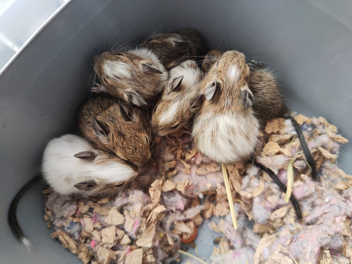 Osmák Degu s VP - 5