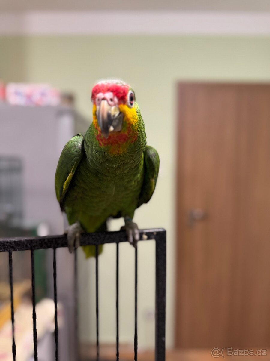 Krotký papoušek Amazoňan zlutolící - 5