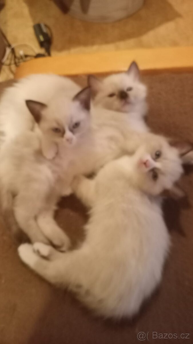 Kotátka Ragdoll bez PP - 5