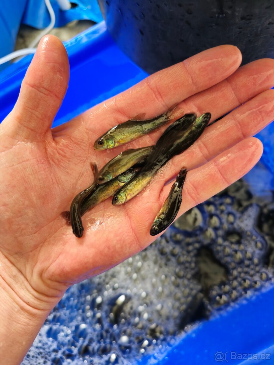 Štika, lín, hrouzek, plotice - 5