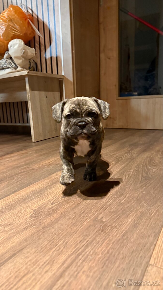 Prodam buldočka - 5