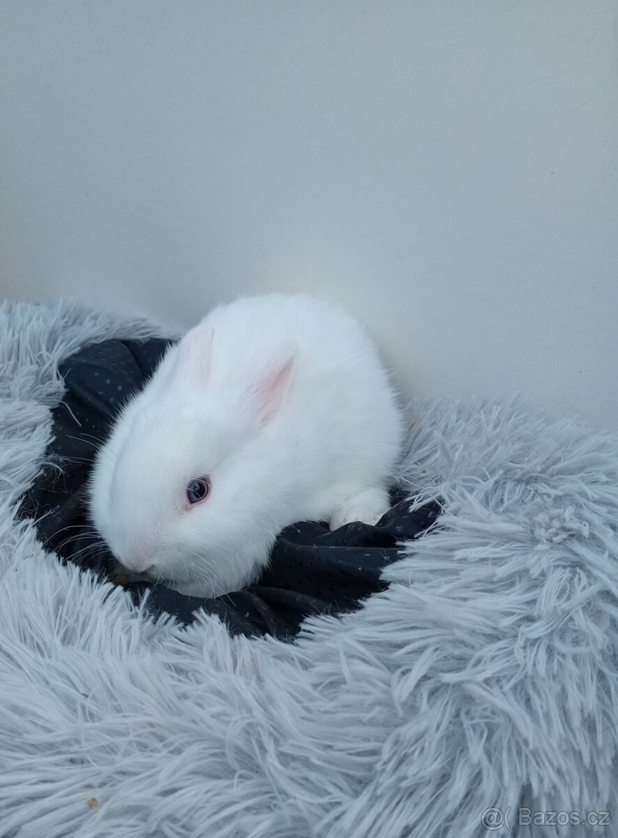 Zakrslý králíček I5 - 5