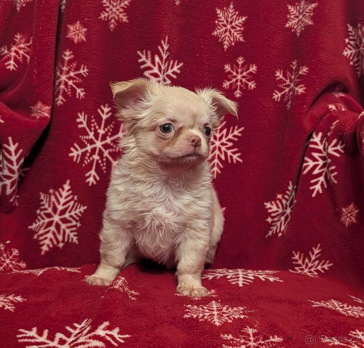 Čivava dlouhosrstá s PP - 5