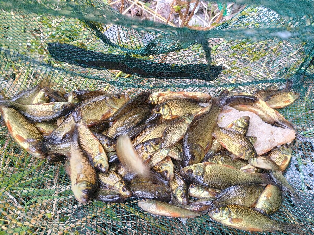 Vrš na ryby - 5