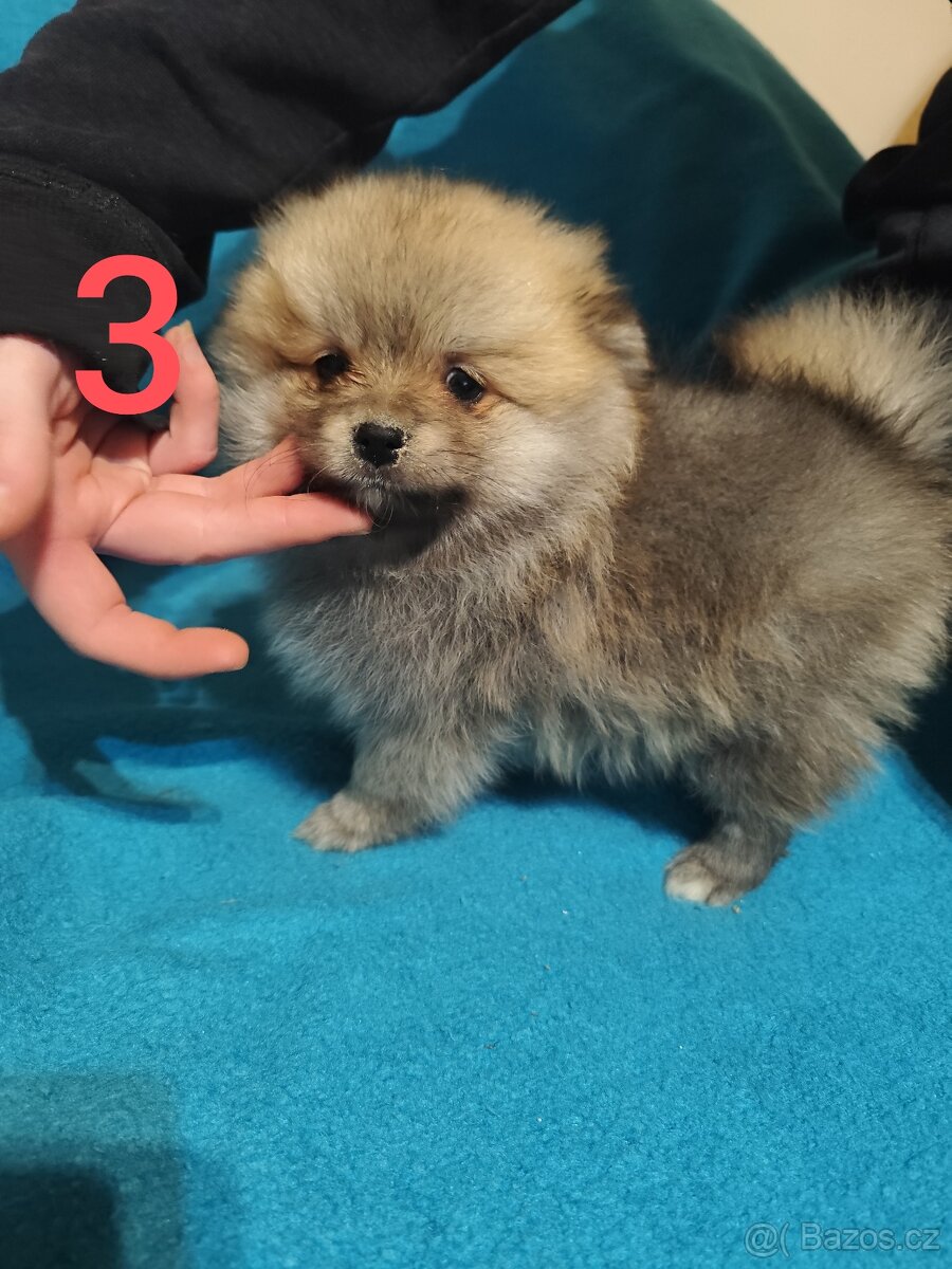 Špic pomeranian štěňátko - 5