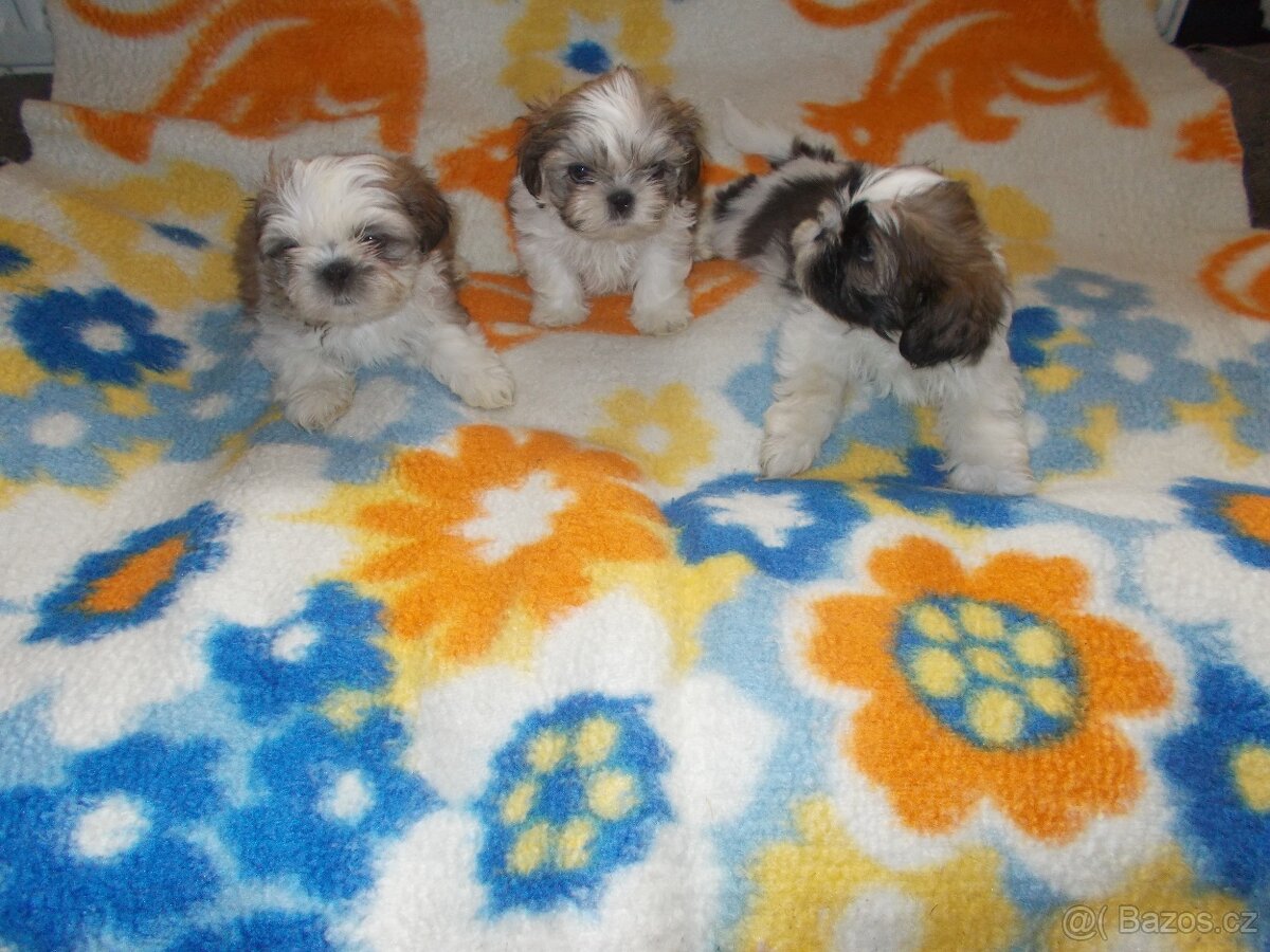 Prodám Shi- Tzu - 5
