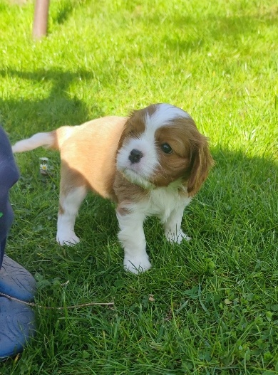 Kavalíři Chester a Chris - 5