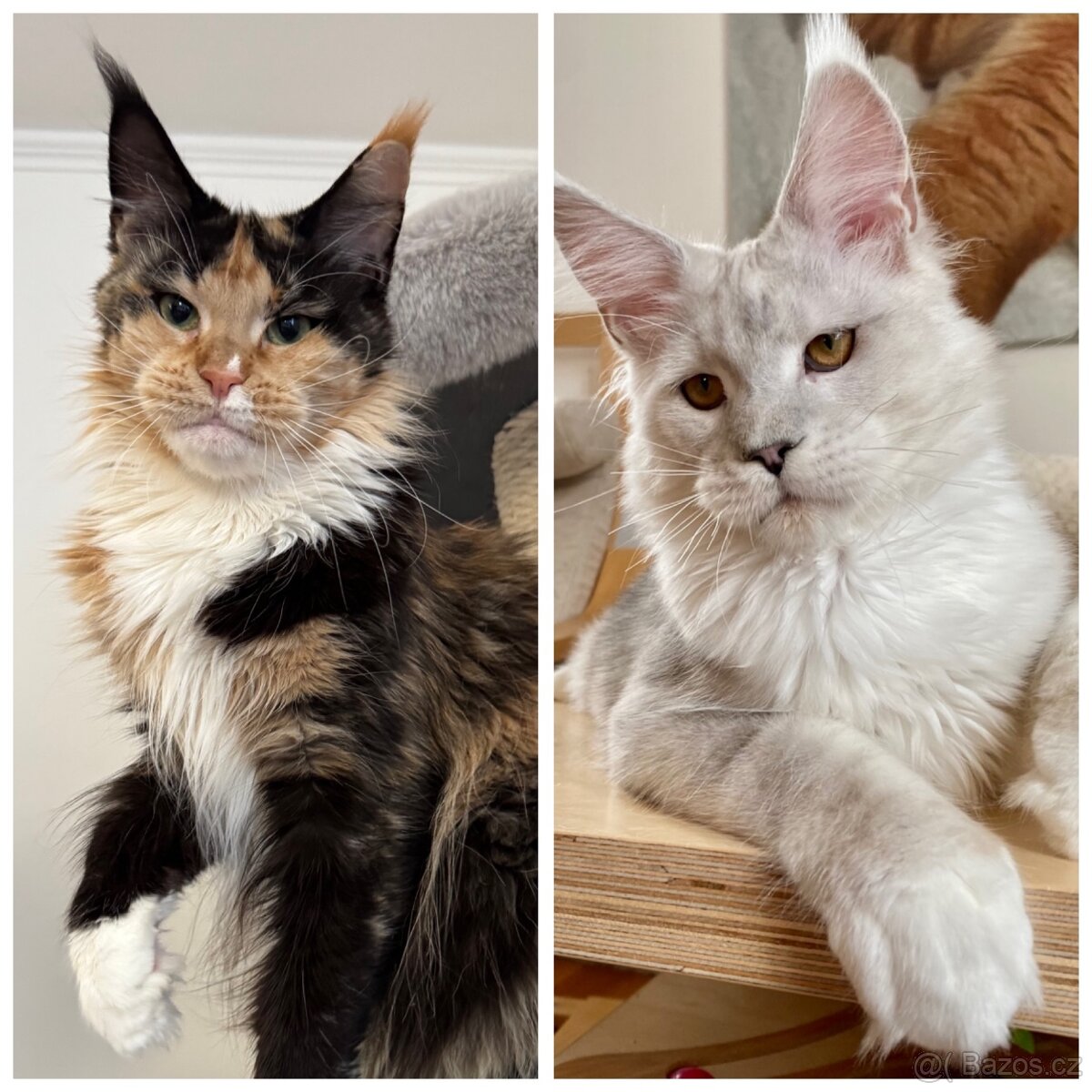 Mainská mývalí koťata s PP - 5