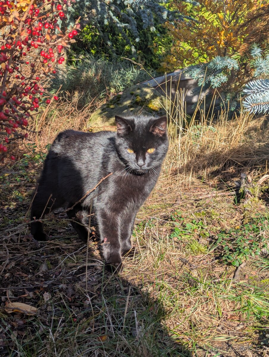 Koťátka k adopci - 7 měsíců - 5