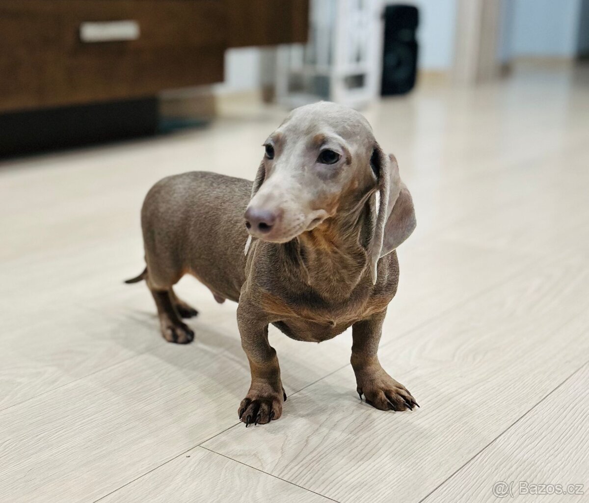 Jezevčík trpasličí - 5