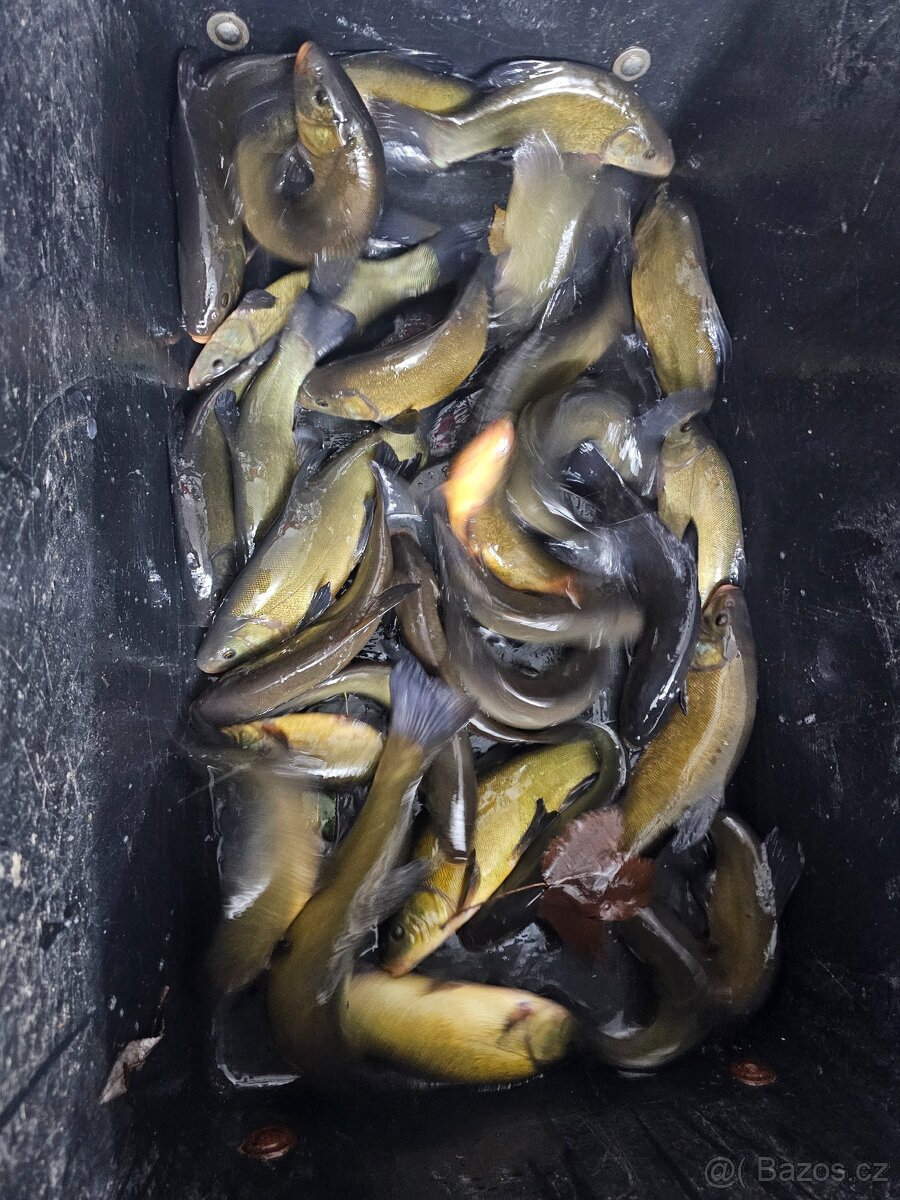Prodej ryb z jarních lovení - 5