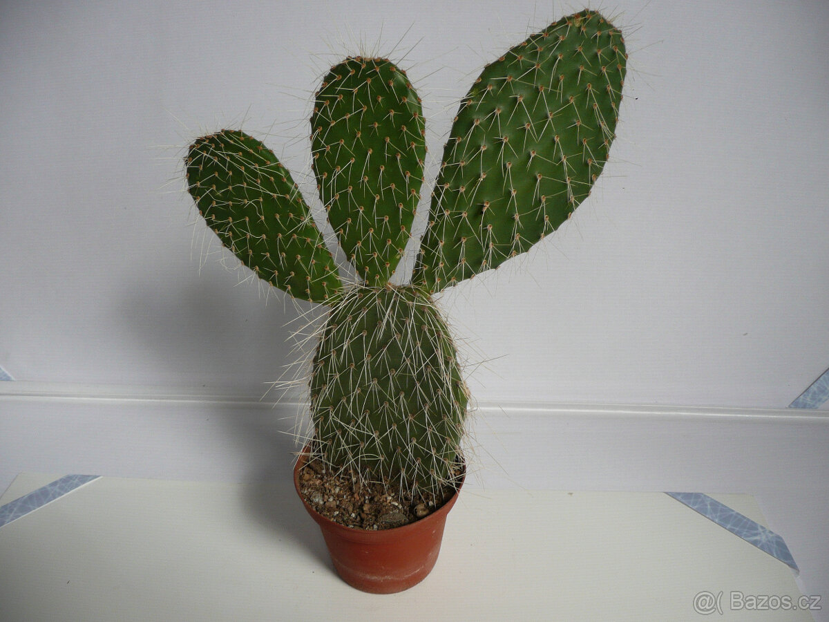 Mrazuvzdorné opuncie - 5