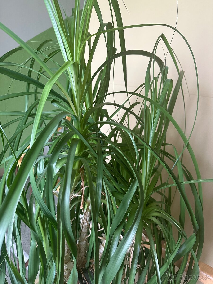 Sloní noha - bokarnea tlustokmenná - 5