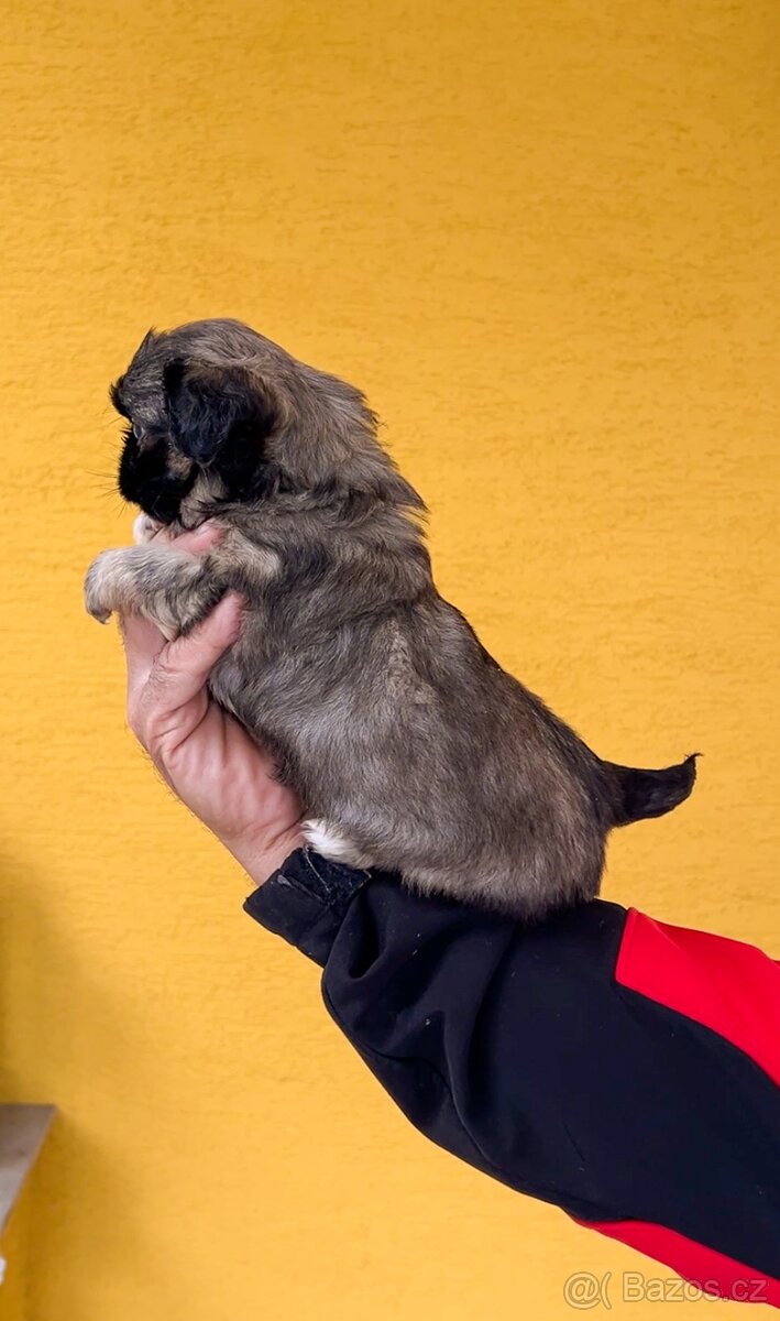 Stenatko kratkosrsty Pekinezer - 5