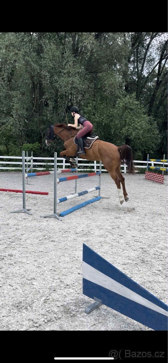 Charakterní kobylka - 5