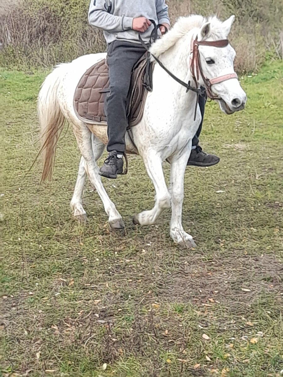 Predam jazdecku welsh pony kobylu - 5