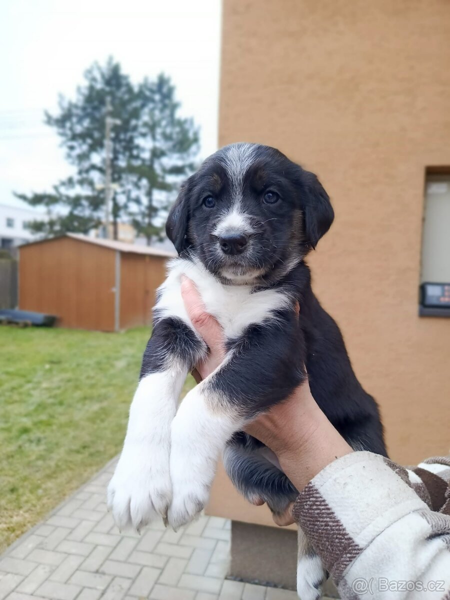 Kříženec husky - 5