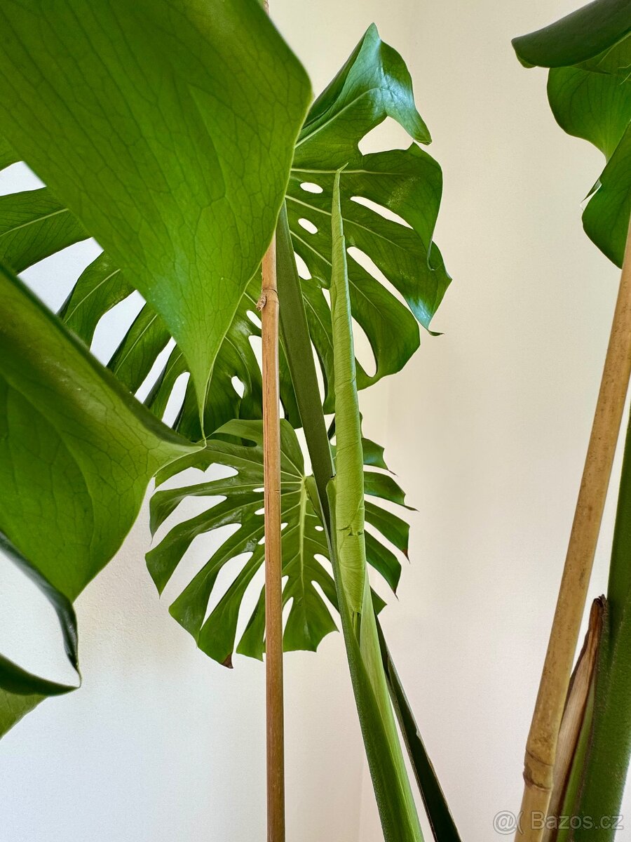 Monstera deliciosa - 5
