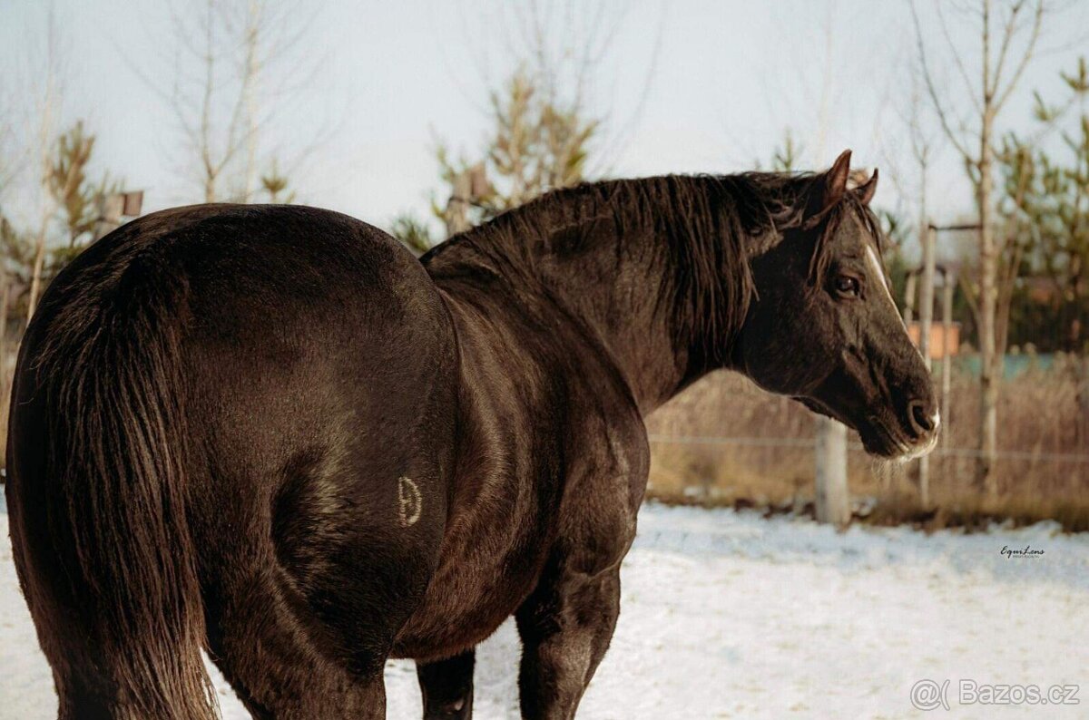 Quarter Horse 1,5 ročná kobylka po JAC O RIMA - 5