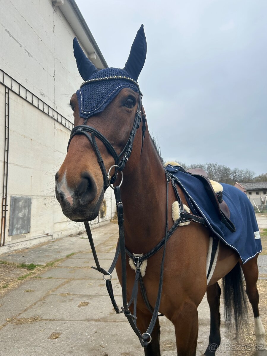 Top valach do sportu - 5