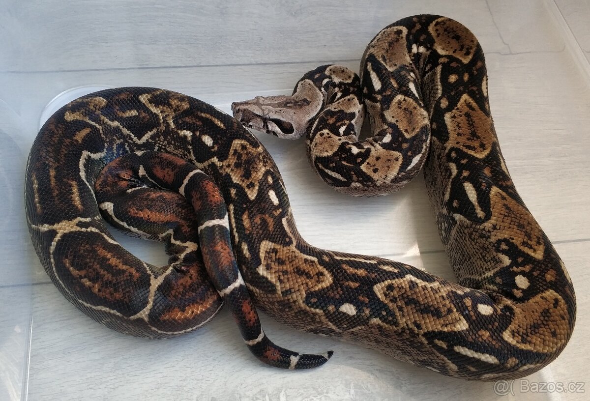 Boa imperator - DH Leopard VPI T+ Albino - 5