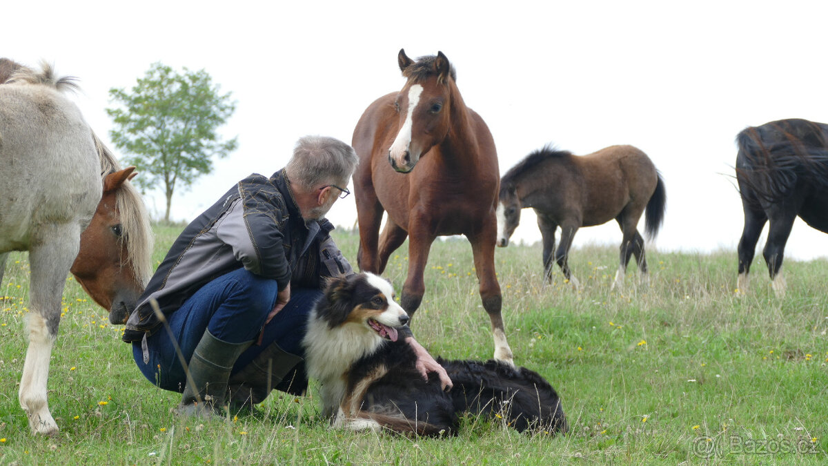 Welsh pony of cob type, sekce C - 5