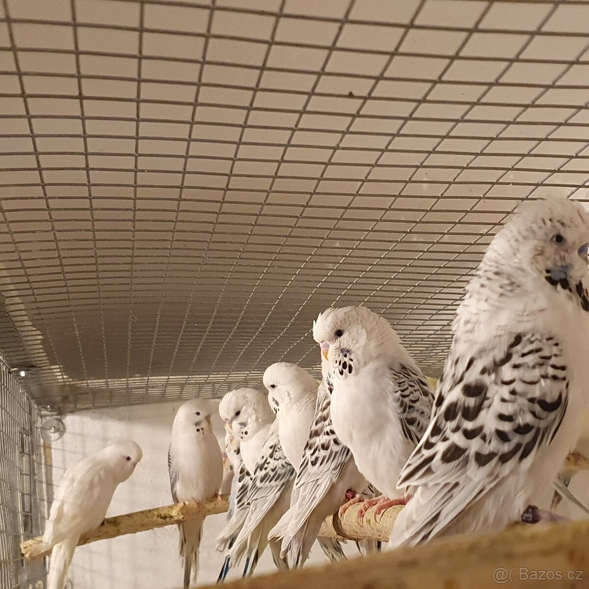 andulka Texas tcb - 5