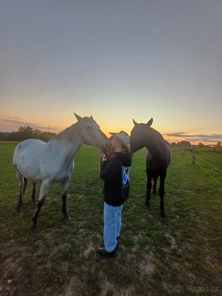 Prodám 10-letou kobylku ApHC/ČT - 5