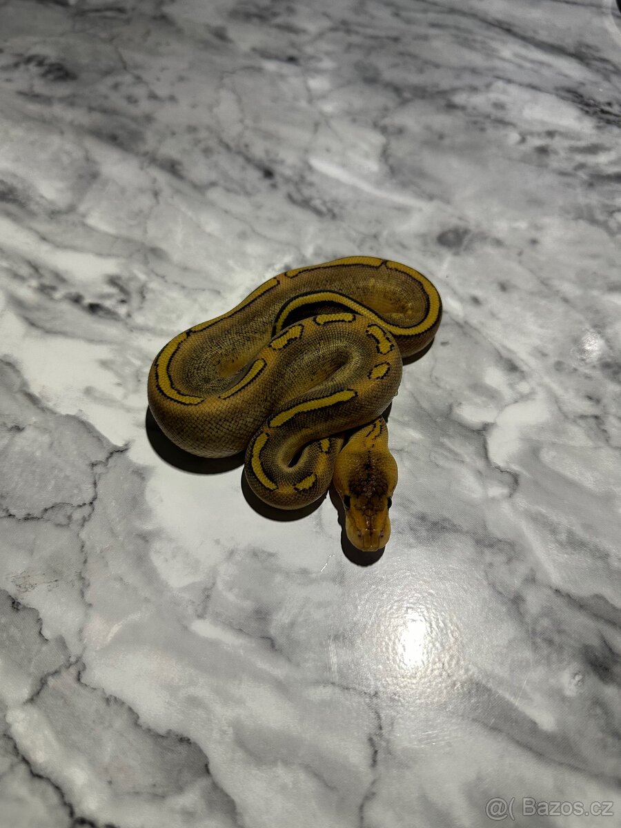 Krajta Královská Python regius Volná mláďata :) - 5