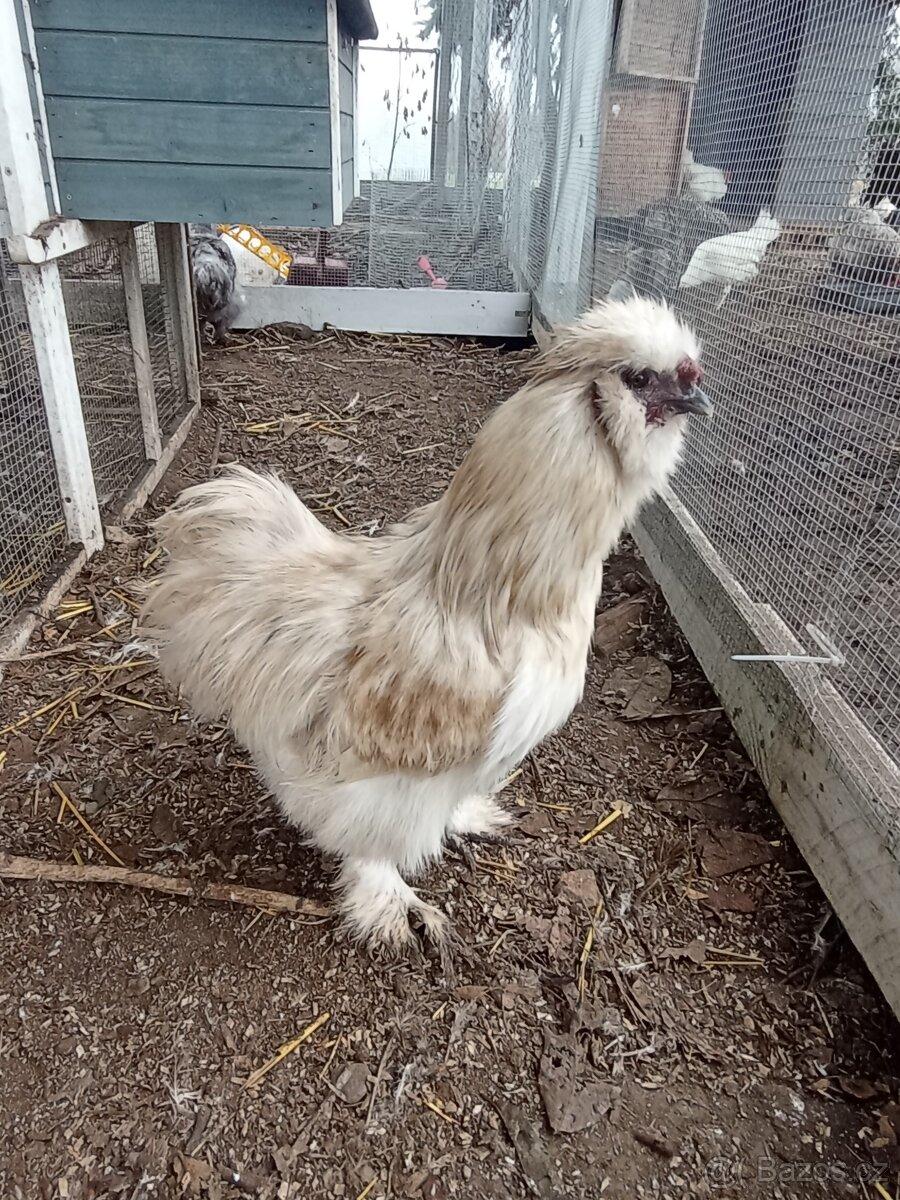 Mauve kohoutek hedvábnička USA - 5