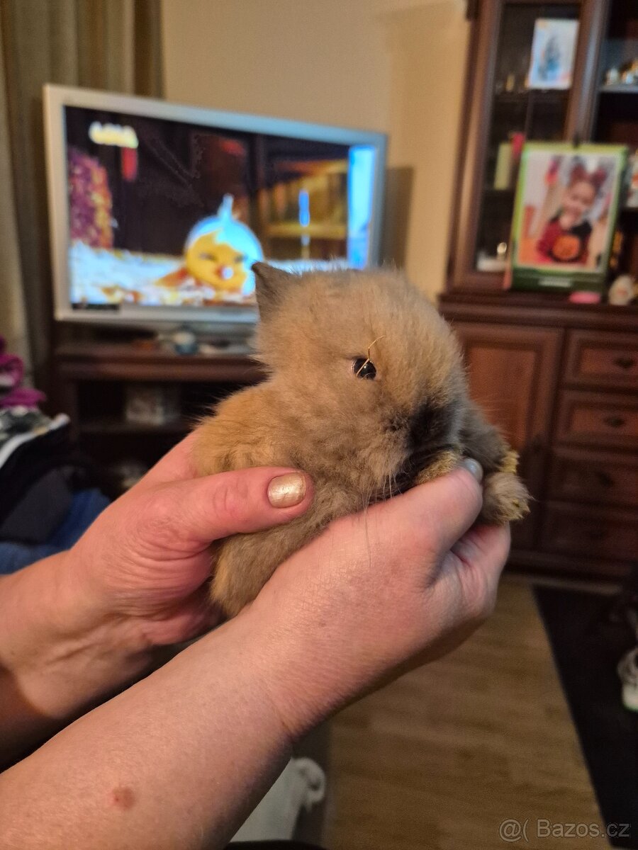 Zakrslý králíček Teddy - 5