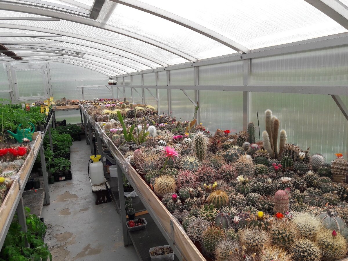 Prodám rozsáhlou sbírku kaktusů - 5