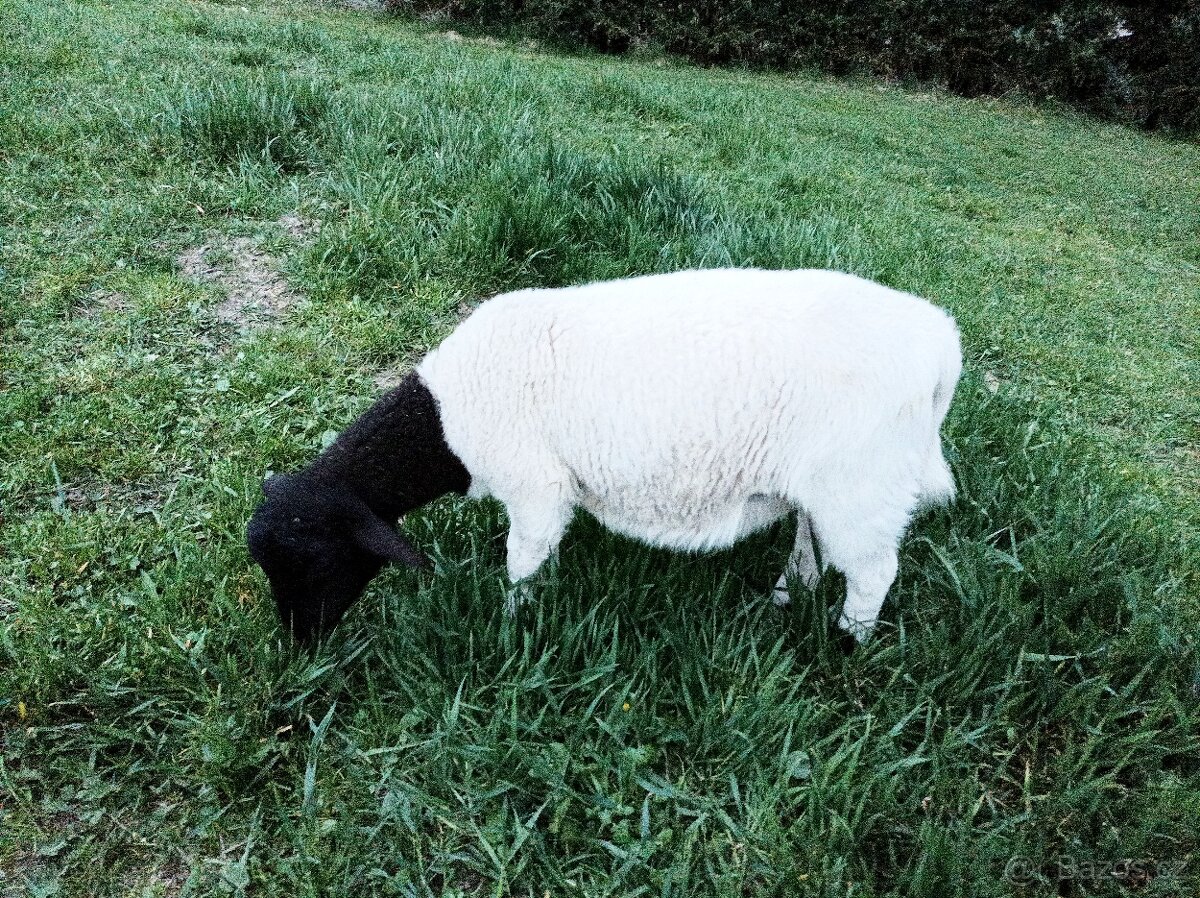 Jehničky 75% Dorper, jehnice, ovce - 5