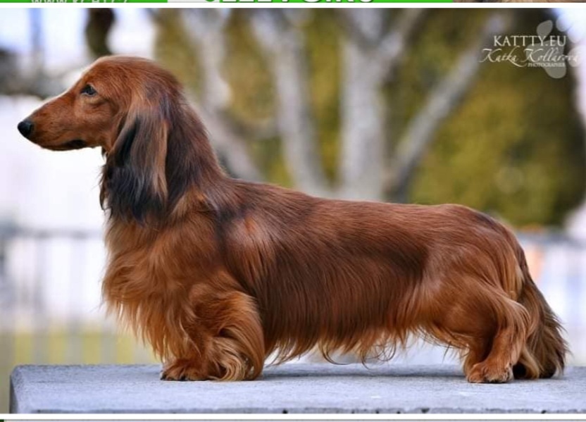 Jezevčík dlouhosrstý trpasličí s PP - 5