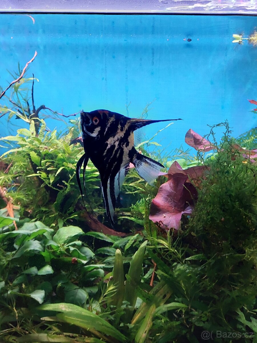 Akvárium i se stolkem - 5