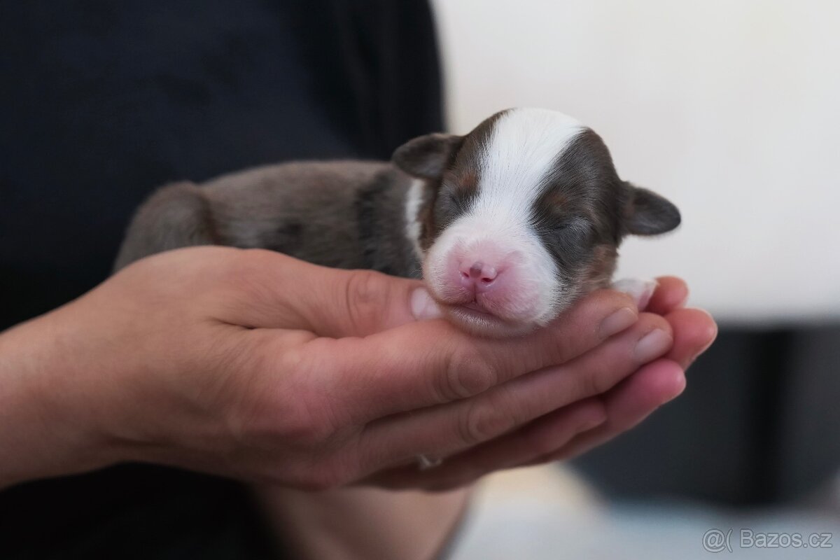 Miniaturní americký ovčák - 5