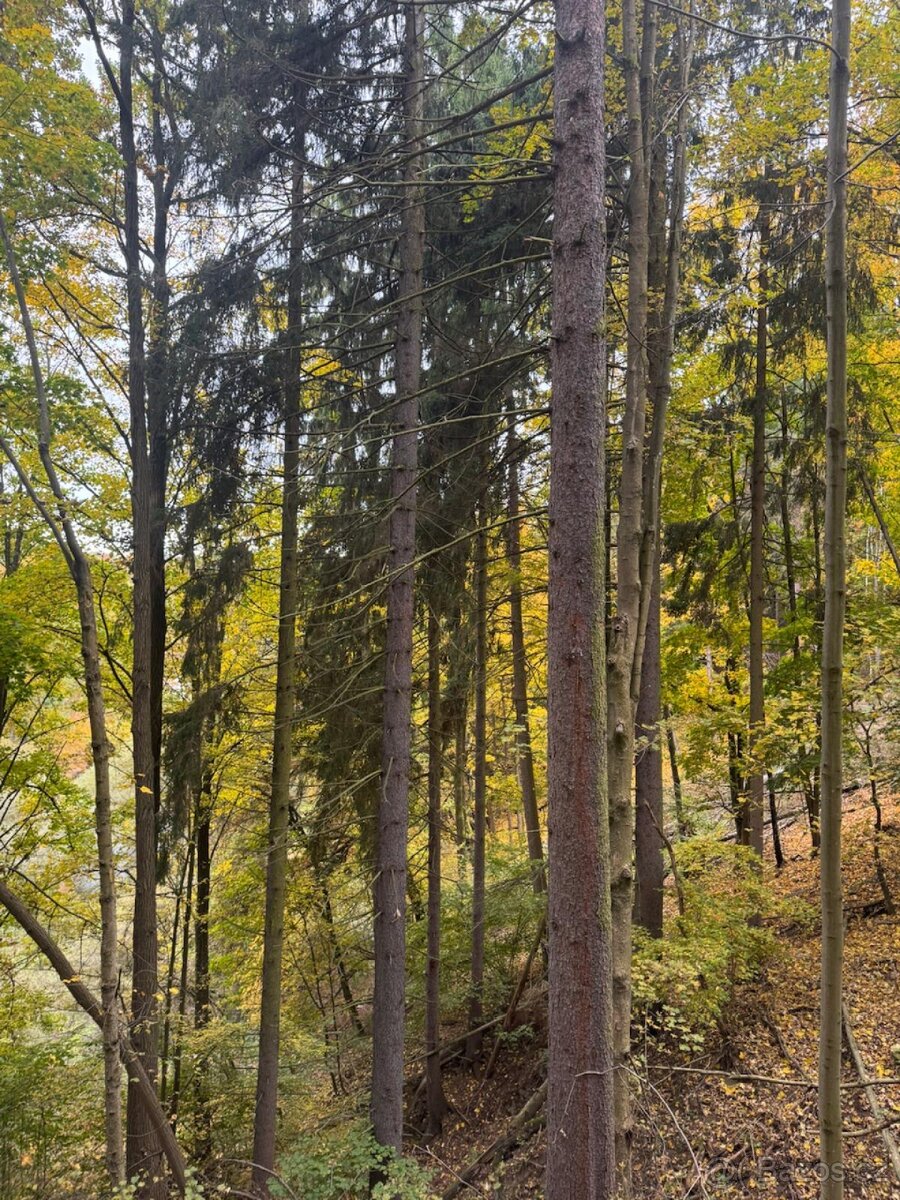 Prodej lesního pozemku k.ú. Přísečná - 5