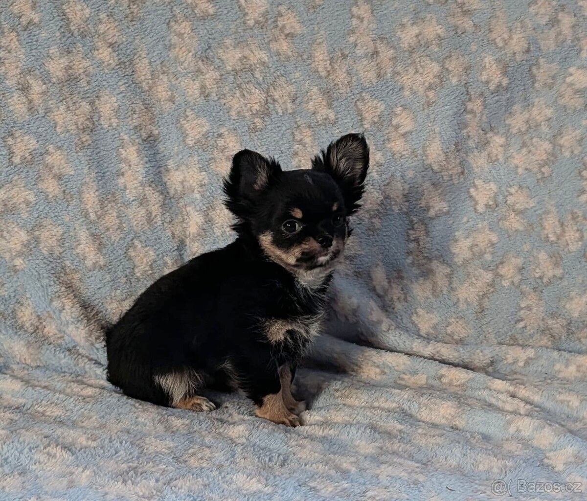 Čivava dlouhosrstá s PP- pejsci a fenky - 5